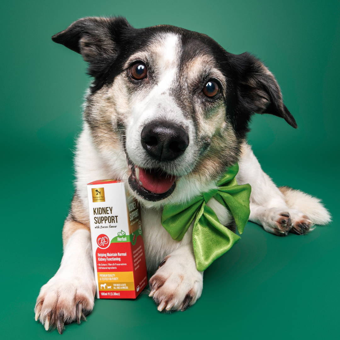 Kidney Support Herbal Tincture For Dogs and Cats Natural Pet Supplements Australia